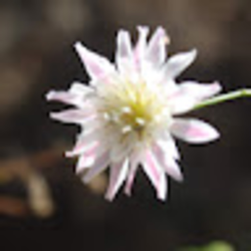 Meet your Posher, Jaiden